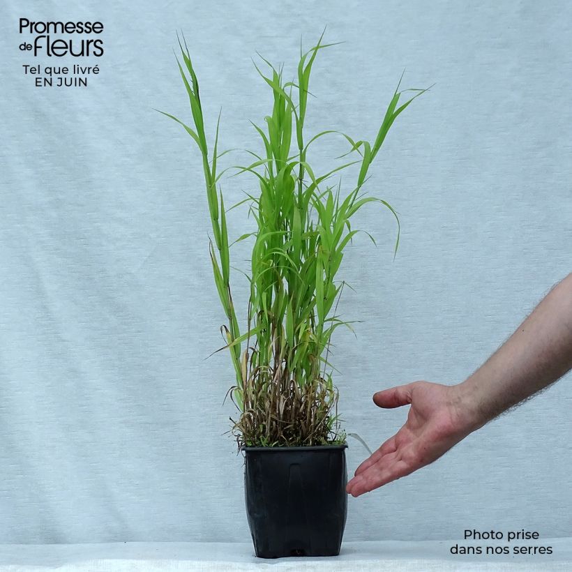 Exemplar von Melica altissima Atropurpurea - Hohes Perlgras Topf mit 2L/3L wie im Sommer geliefert