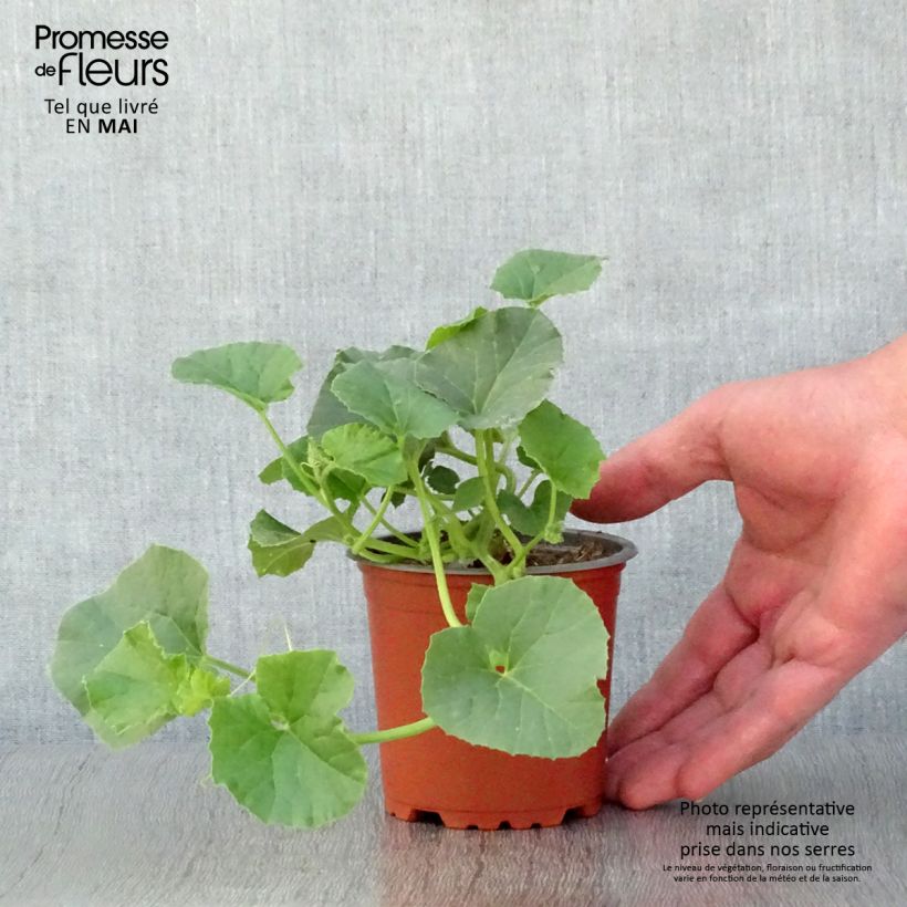 Exemplar von Veredelte Melone Cyrano F1 (Veredelt) Kleine Töpfe von 8/9 cm wie im Frühjahr geliefert