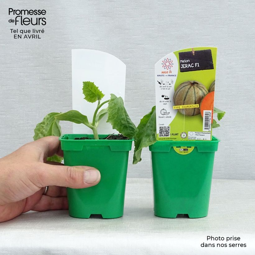 Exemplar von Melone Jerac F1 Topf 10 cm/11cm wie im Frühjahr geliefert