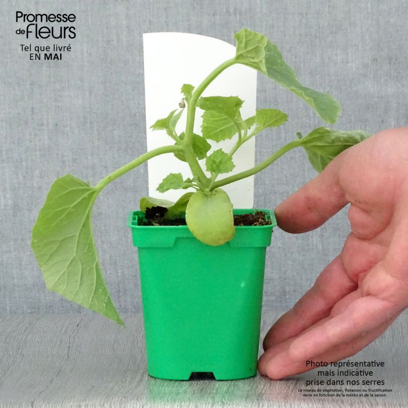 Exemplar von Melone Mangomel Topf 10 cm/11cm wie im Frühjahr geliefert