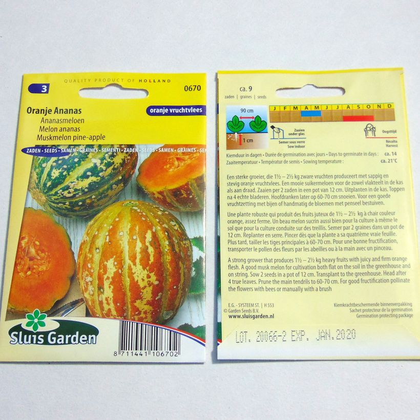 Beispiel eines Exemplars von Melone Orange Ananas die Tüte mit 9 Samen wie geliefert