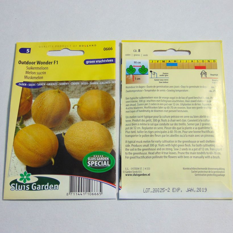 Beispiel eines Exemplars von Melone Outdoor Wonder F1 die Tüte mit 8 Samen wie geliefert