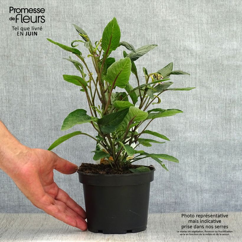 Exemplar von Pepino - Solanum muricatum Topf mit 1,5L/2L wie im Sommer geliefert