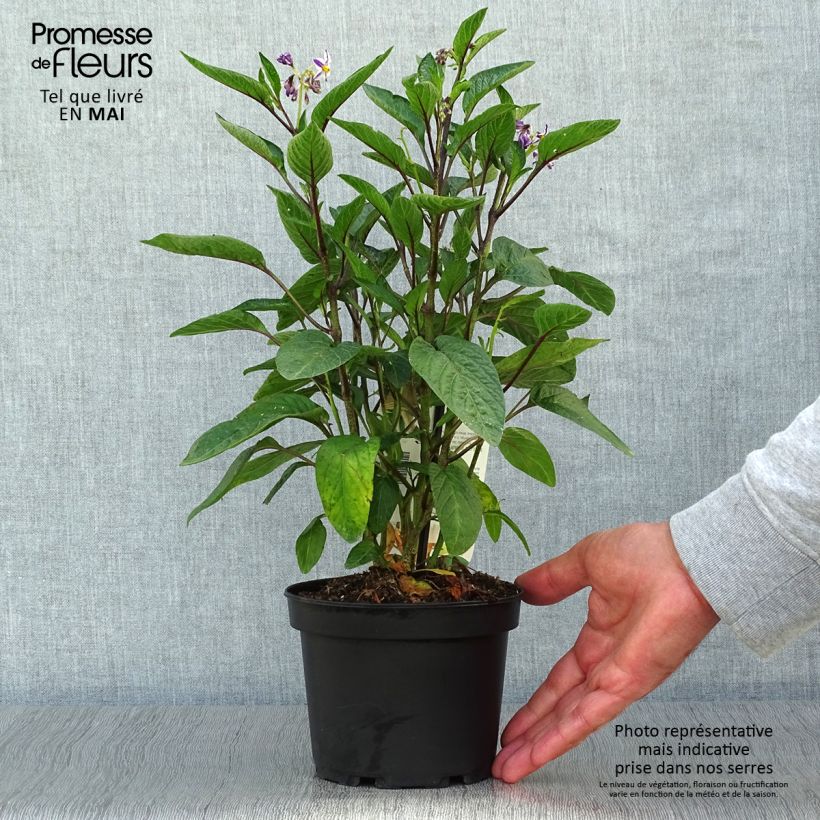 Exemplar von Pepino - Solanum muricatum Topf mit 1,5L/2L wie im Frühjahr geliefert