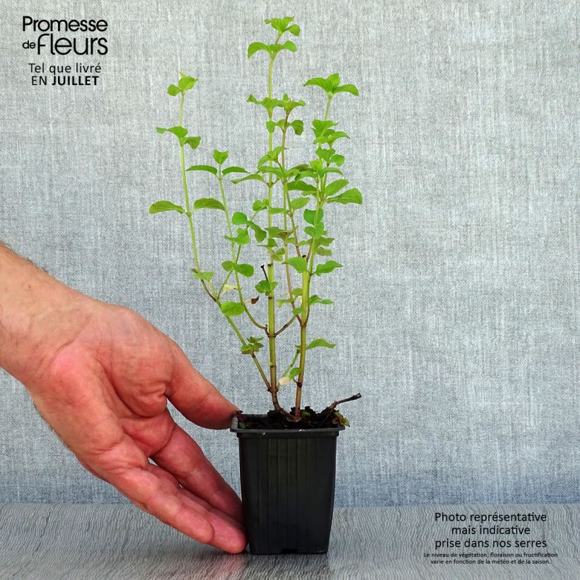 Exemplar von Zitronen-Minze Bergamote - Mentha citrata Kleine Töpfe von 8/9 cm wie im Sommer geliefert