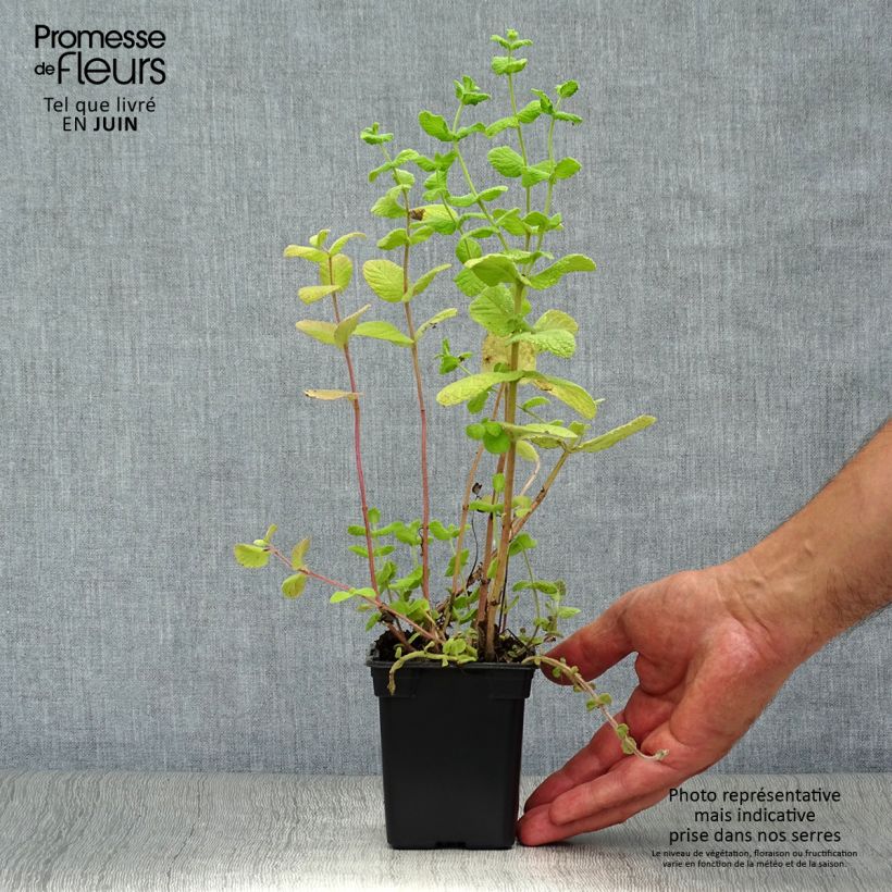Exemplar von Pfefferminze officinalis Alba - Mentha piperata Kleine Töpfe von 8/9 cm wie im Sommer geliefert