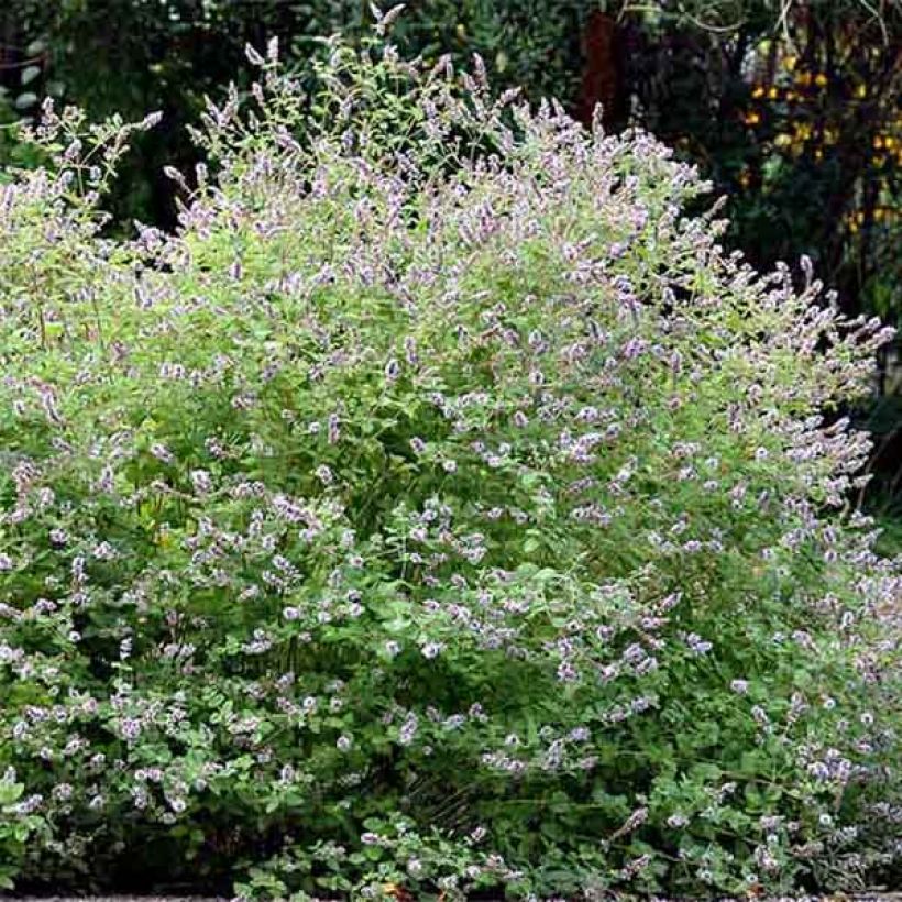 Gatefossé-Minze - Mentha Gattefossei (Hafen)