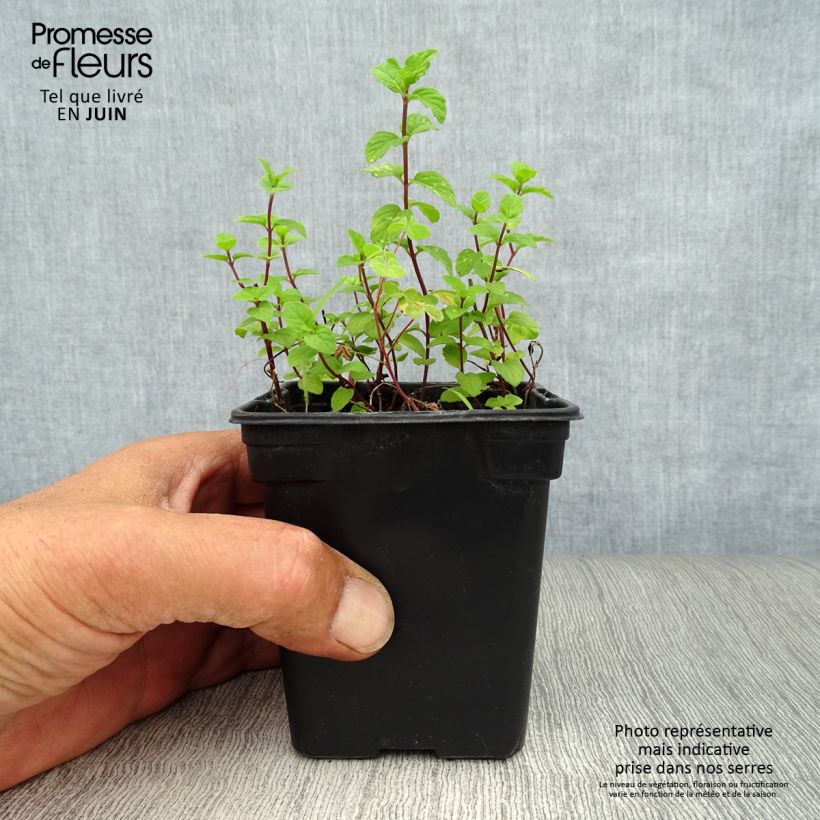 Exemplar von Pfefferminze Ginger Bio - Mentha piperita Kleine Töpfe von 7/8 cm wie im Sommer geliefert