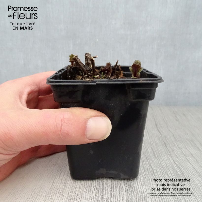 Exemplar von Ähren-Minze Wintergreen - Mentha spicata Kleine Töpfe von 8/9 cm wie im Frühjahr geliefert