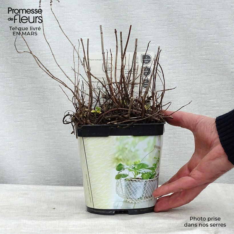 Exemplar von Hemingway-Mint Mojito Bio - Mentha hemingwayensis Topf mit 1L/1,5L wie im Winter geliefert