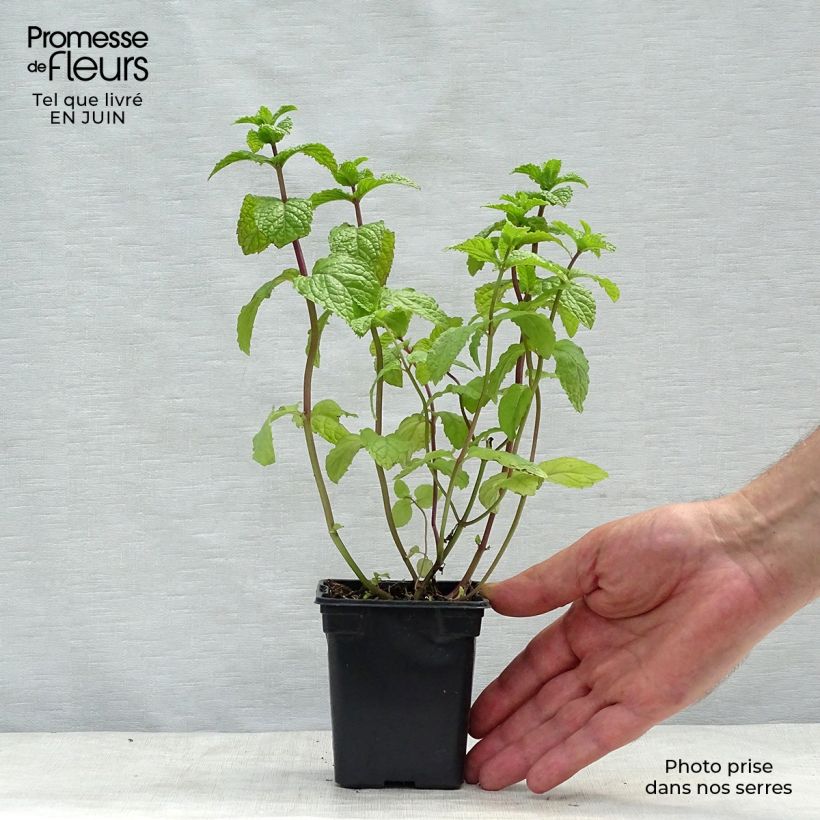 Exemplar von Hemingway-Mint Mojito - Mentha hemingwayensis Kleine Töpfe von 7/8 cm wie im Sommer geliefert