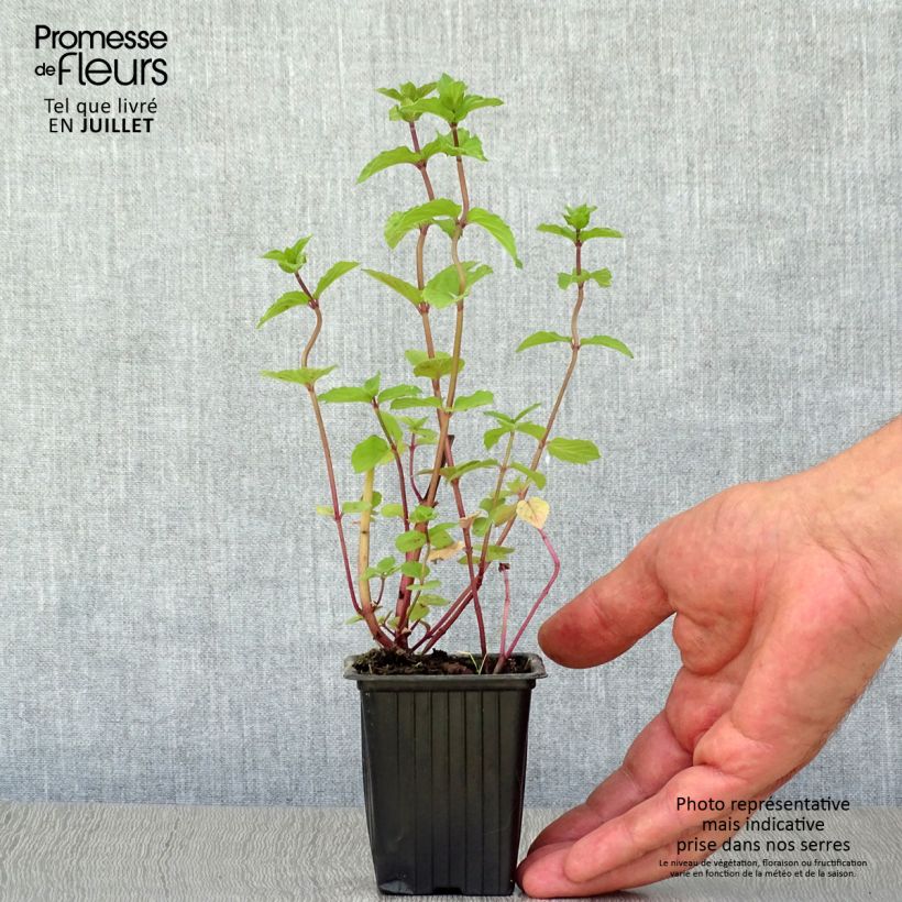 Exemplar von Pfefferminze Réglisse - Mentha piperita Kleine Töpfe von 7/8 cm wie im Sommer geliefert