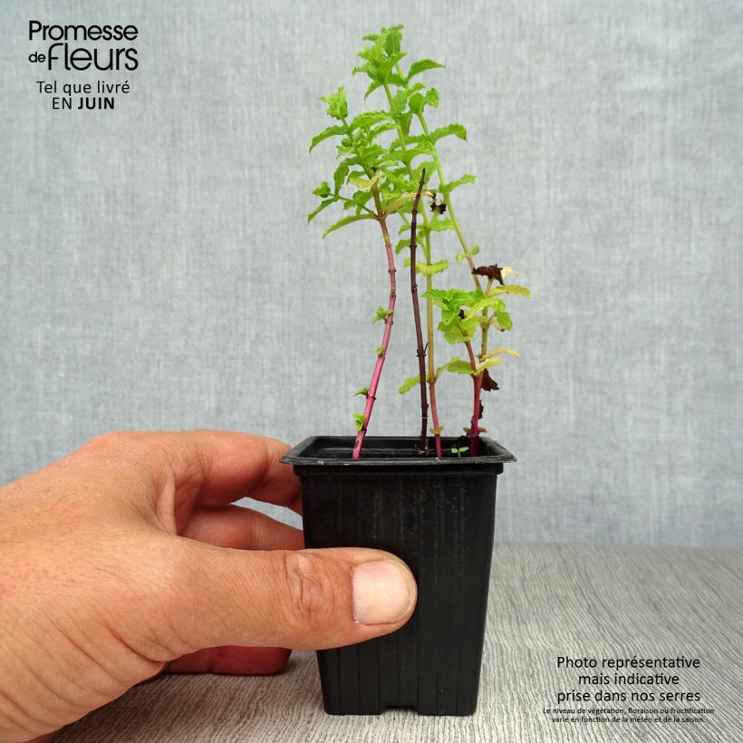 Exemplar von Minze Tunisienne - Mentha Kleine Töpfe von 8/9 cm wie im Sommer geliefert