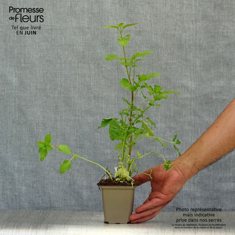 Exemplar von Wasser-Minze - Mentha aquatica Kleine Töpfe von 8/9 cm wie im Sommer geliefert