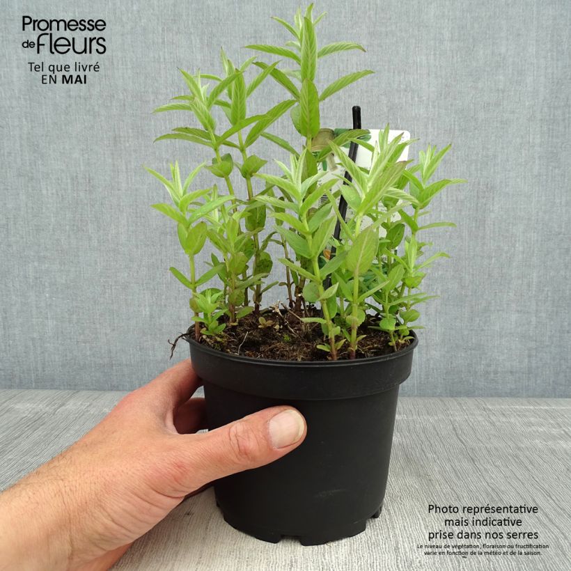 Exemplar von Asiatische Minze Var Asiatica - Mentha asiatica Topf mit 1,5L/2L wie im Frühjahr geliefert