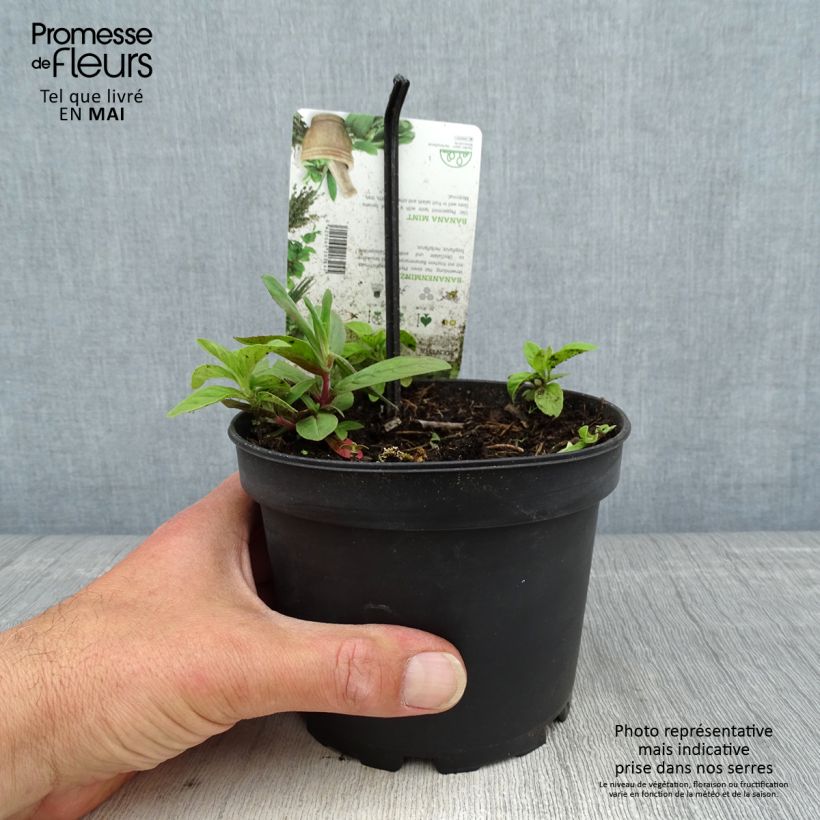 Exemplar von Acker-Minze Banana - Mentha arvensis Topf mit 1,5L/2L wie im Frühjahr geliefert