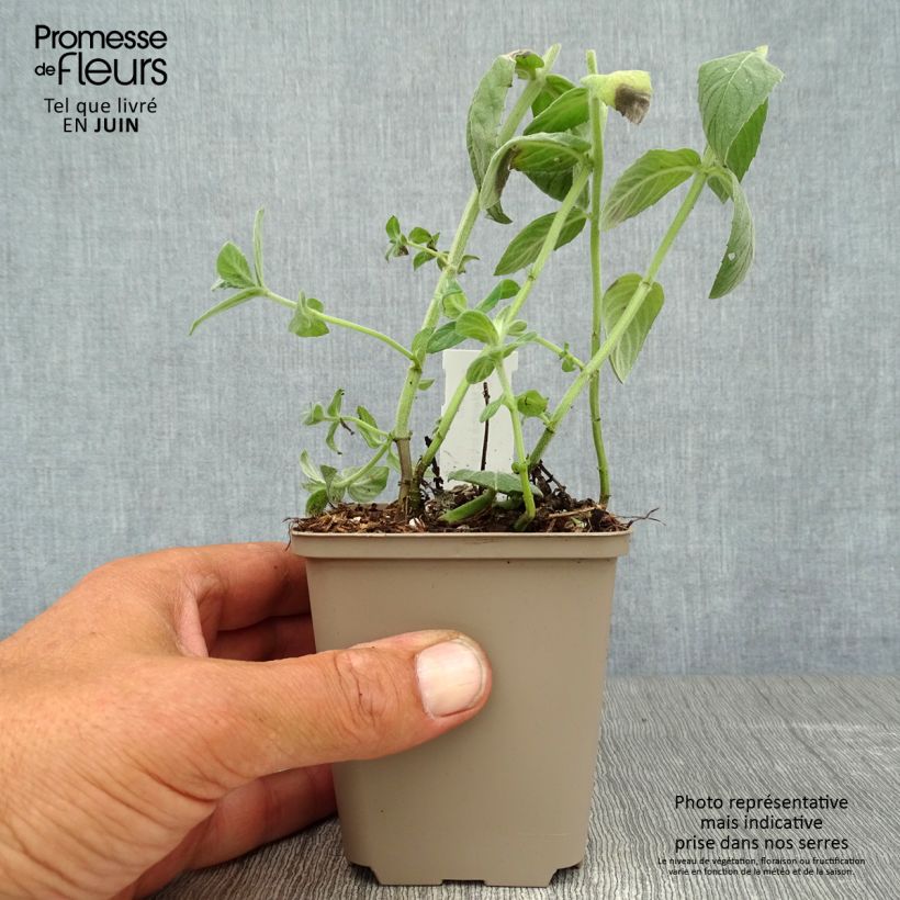 Exemplar von Buddleia Minze - Mentha buddleiana Kleine Töpfe von 8/9 cm wie im Sommer geliefert