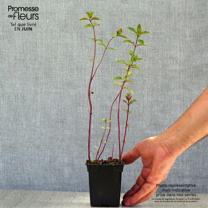Exemplar von Pfefferminze schocominze - Mentha piperita Kleine Töpfe von 8/9 cm wie im Sommer geliefert