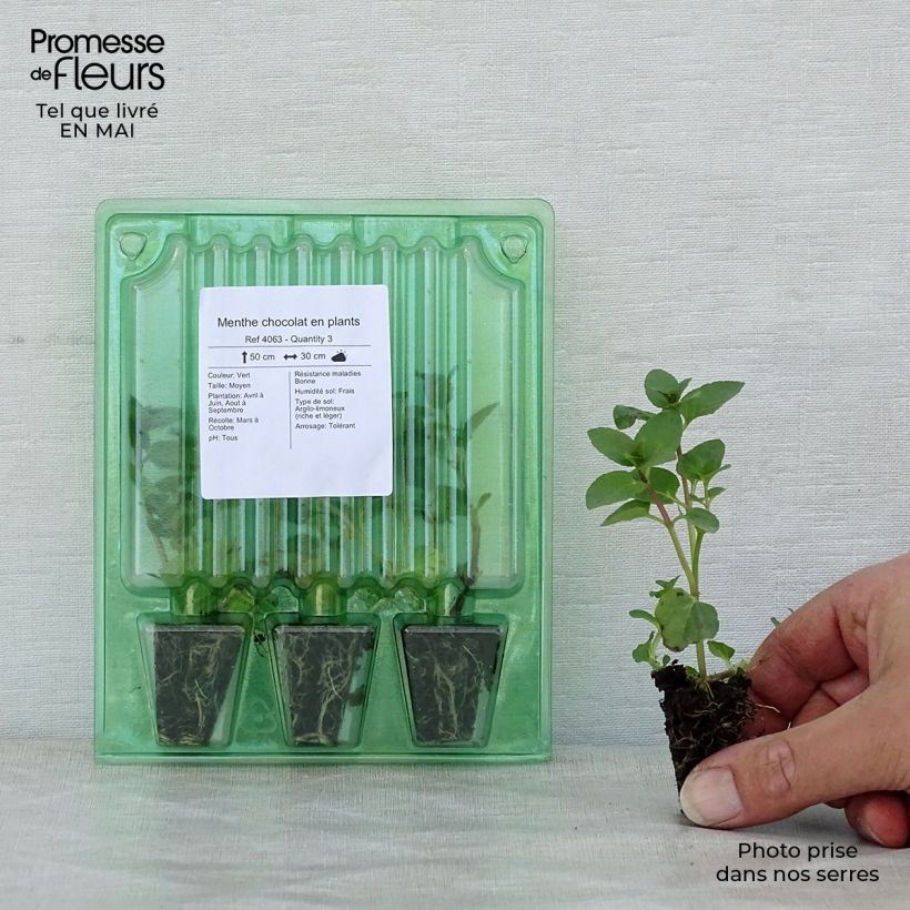 Exemplar von Menthe chocolat en plants Mini-motte 3 cm wie im Frühjahr geliefert