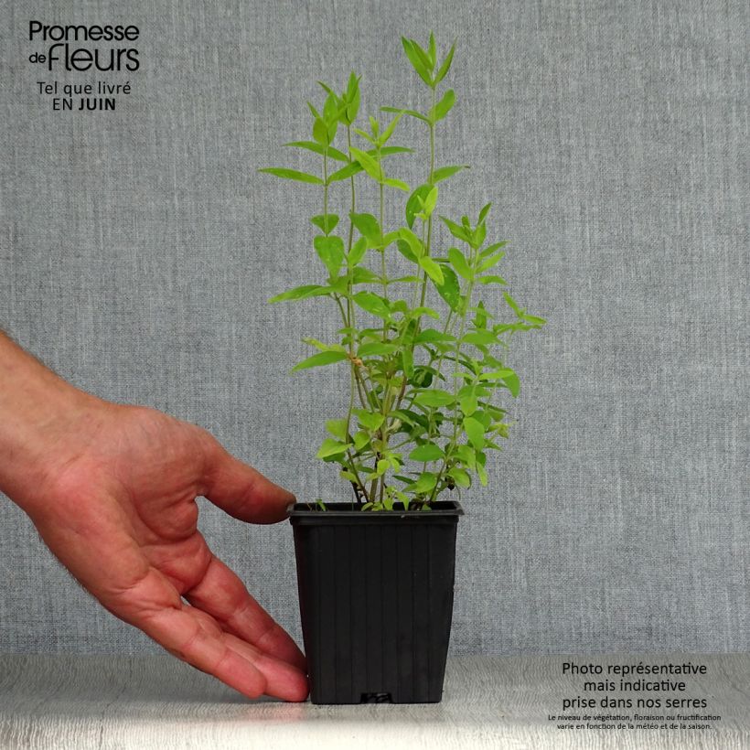 Exemplar von Amerikanische Bergminze - Pycnanthemum pilosum Kleine Töpfe von 8/9 cm wie im Sommer geliefert
