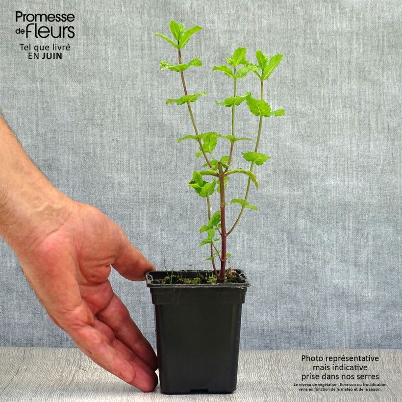 Exemplar von Spanische Minze - Mentha espagnole Kleine Töpfe von 8/9 cm wie im Sommer geliefert