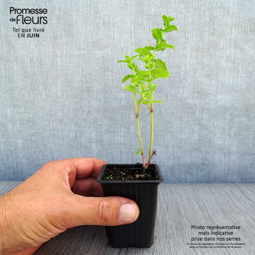 Exemplar von Ähren-Minze Nannah - Mentha spicata Kleine Töpfe von 7/8 cm wie im Sommer geliefert