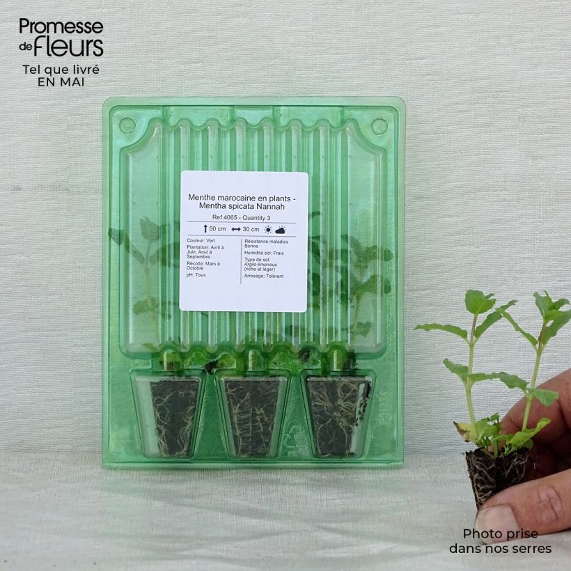 Exemplar von Ähren-Minze Nannah (Pflanzen) - Mentha spicata Mini-Plug Ø 3/4 cm wie im Frühjahr geliefert