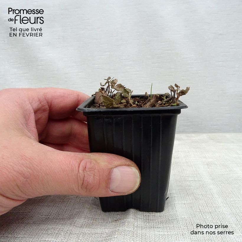 Exemplar von Rundblättrige Minze Pinedo - Mentha suaveolens Topf 10 cm/11cm wie im Winter geliefert