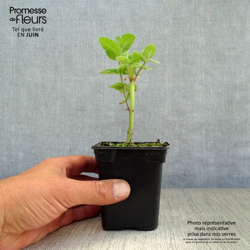 Exemplar von Rundblättrige Minze Applefruit - Mentha suaveolens Kleine Töpfe von 8/9 cm wie im Sommer geliefert