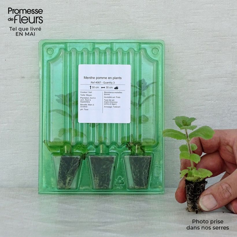 Exemplar von Rundblättrige Minze Applefruit - Mentha suaveolens Mini-Plug Ø 3/4 cm wie im Frühjahr geliefert