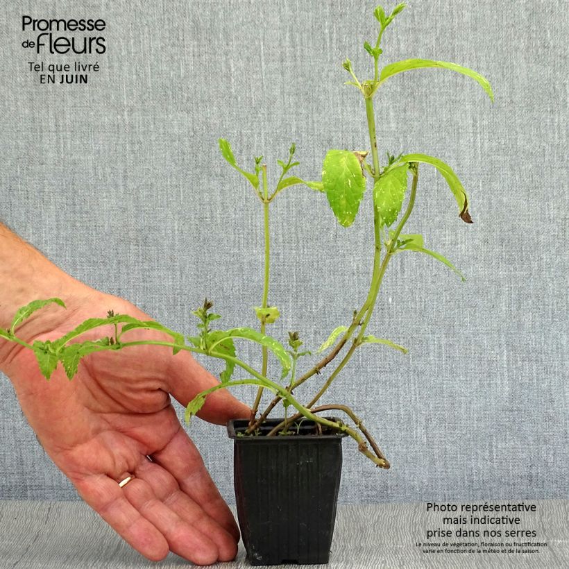 Exemplar von Pfefferminze Swiss - Mentha piperita Kleine Töpfe von 8/9 cm wie im Sommer geliefert