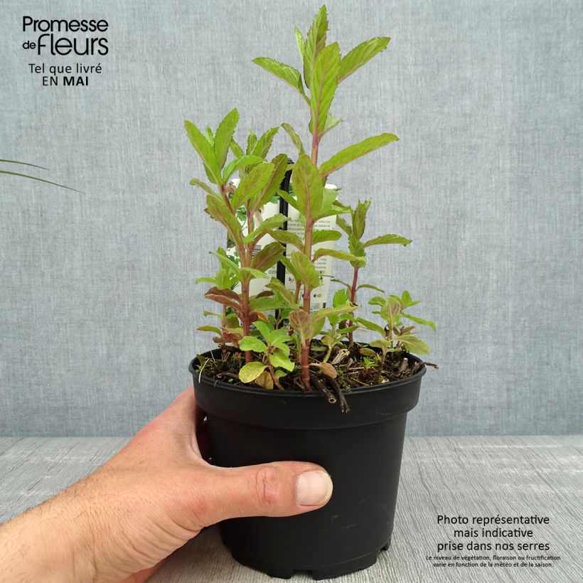 Exemplar von Pfefferminze Swiss - Mentha piperita Topf mit 1,5L/2L wie im Frühjahr geliefert