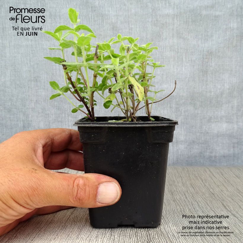 Exemplar von Feigen Minze - Mentha tomentosa Kleine Töpfe von 8/9 cm wie im Sommer geliefert