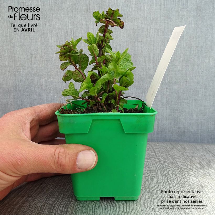 Exemplar von Ähren-Minze Hollywood - Mentha spicata Topf 10 cm/11cm wie im Frühjahr geliefert