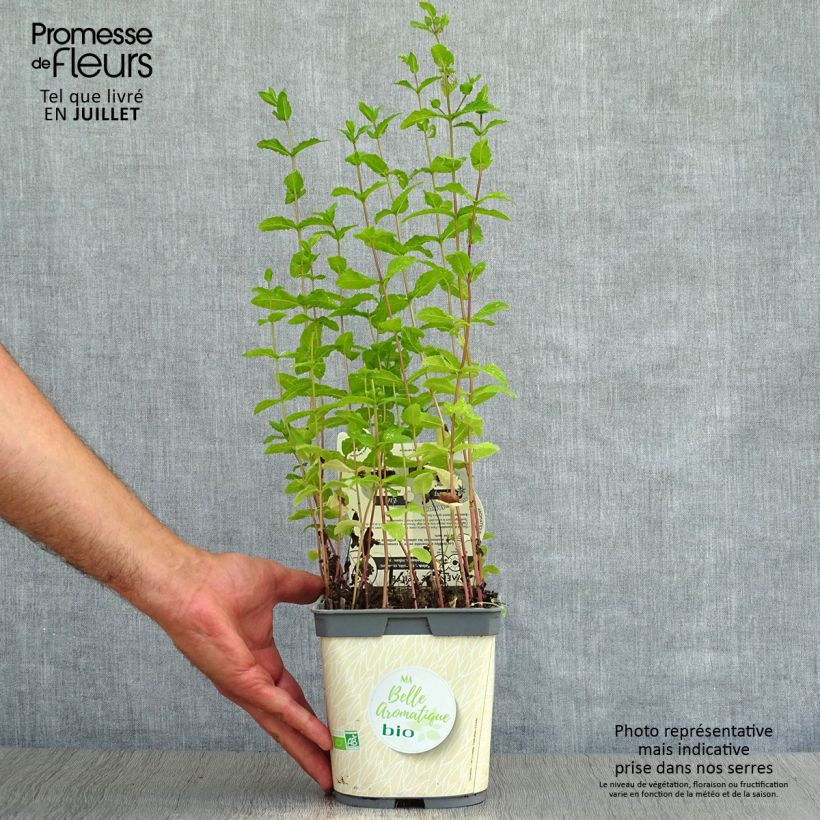 Exemplar von Ähren-Minze Bio - Mentha spicata Topf mit 2L/3L wie im Sommer geliefert