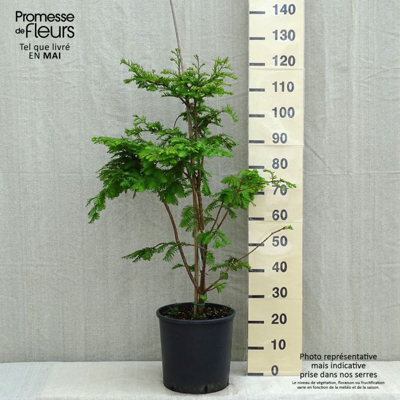 Exemplar von Metasequoia glyptostroboides Chubby - Urweltmammutbaum Topf mit 12L/15L wie im Frühjahr geliefert