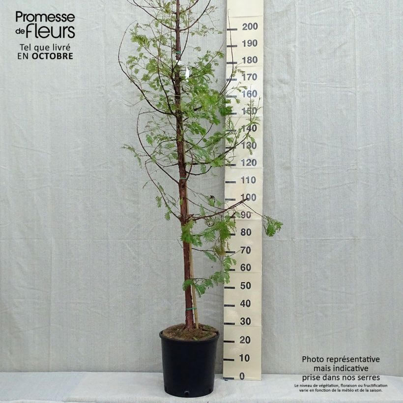 Exemplar von Metasequoia glyptostroboides - Urweltmammutbaum Topf mit 18L/20L wie im Herbst geliefert