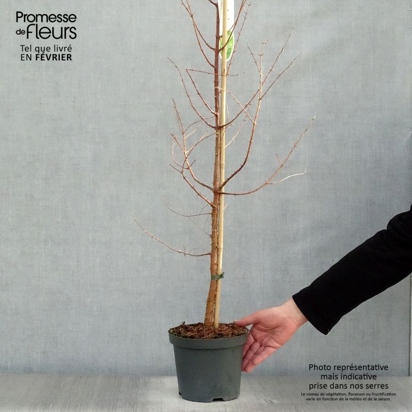 Exemplar von Metasequoia glyptostroboides - Urweltmammutbaum Topf mit 3L/4L wie im Winter geliefert
