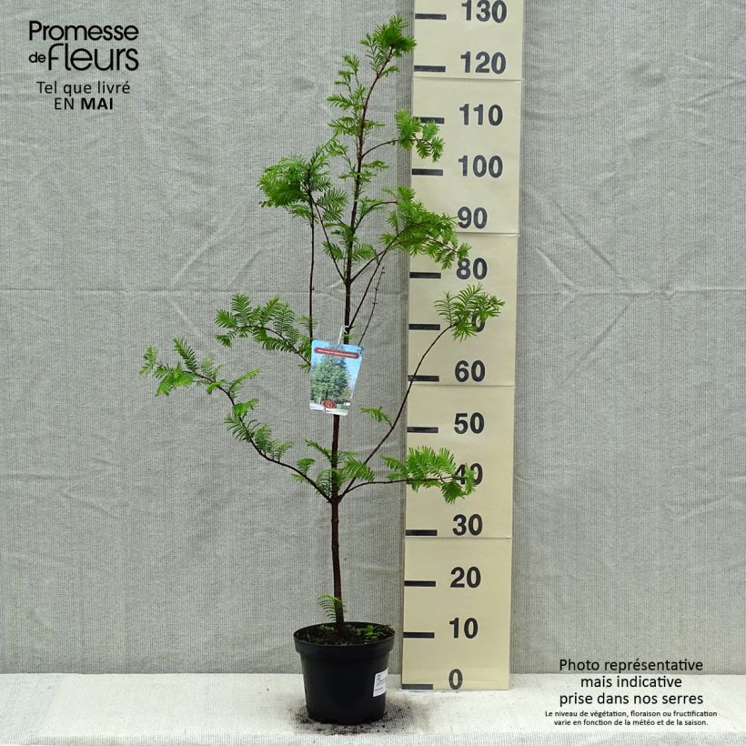 Exemplar von Metasequoia glyptostroboides - Urweltmammutbaum Topf mit 3L/4L wie im Frühjahr geliefert