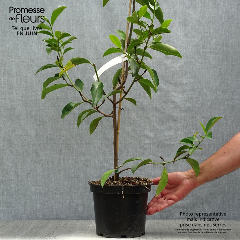 Exemplar von Magnolia Fairy Lime - Magnolie Topf mit 4L/5L wie im Sommer geliefert