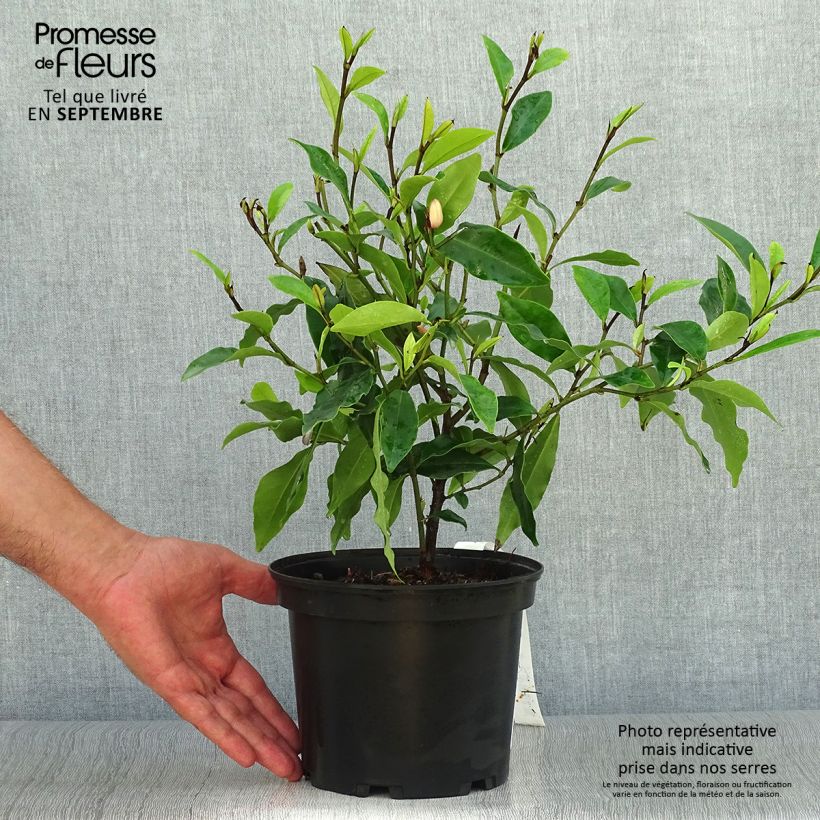 Exemplar von Magnolia figo - Bananenstrauch Topf mit 2L/3L wie im Herbst geliefert
