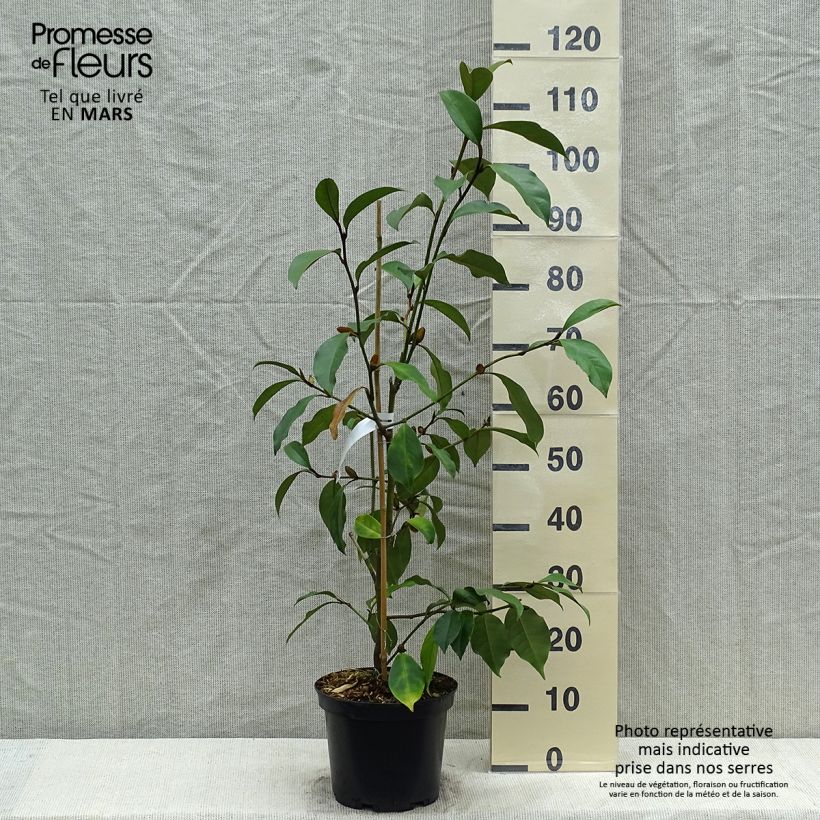 Exemplar von Magnolia foggii Allspice - Magnolie Topf mit 4L/5LGelieferte Höhe ca. 70/80cm wie im Frühjahr geliefert