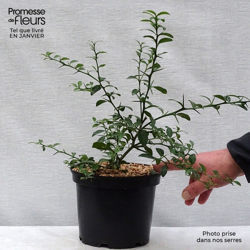 Exemplar von Fingerlimette Verde - Microcitrus australasica Topf mit 2L/3L, Strauch wie im Winter geliefert