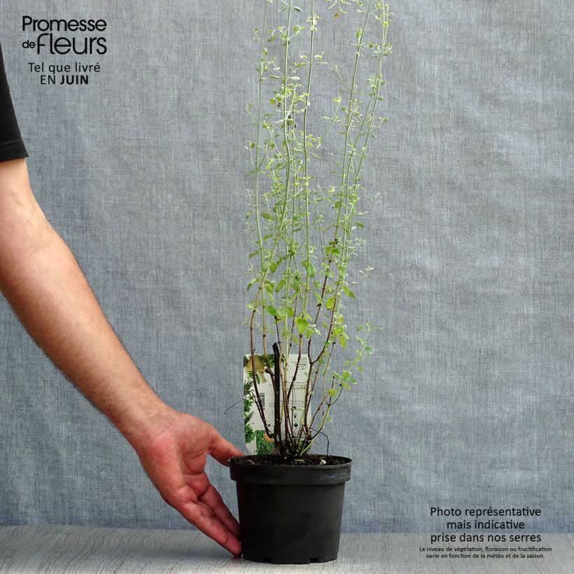 Exemplar von Balkan-Bergminze - Micromeria thymifolia Topf mit 1,5L/2L wie im Sommer geliefert