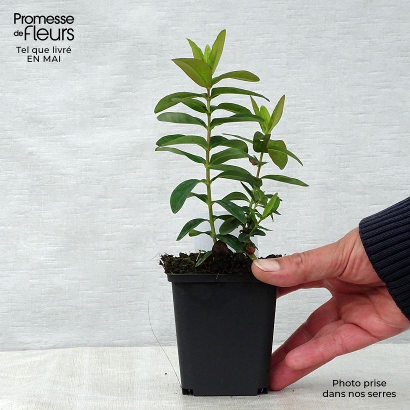 Exemplar von Hypericum calycinum - Kelchiges Johanniskraut Kleine Töpfe von 7/8 cmGelieferte Höhe ca. 10/15cm wie im Frühjahr geliefert