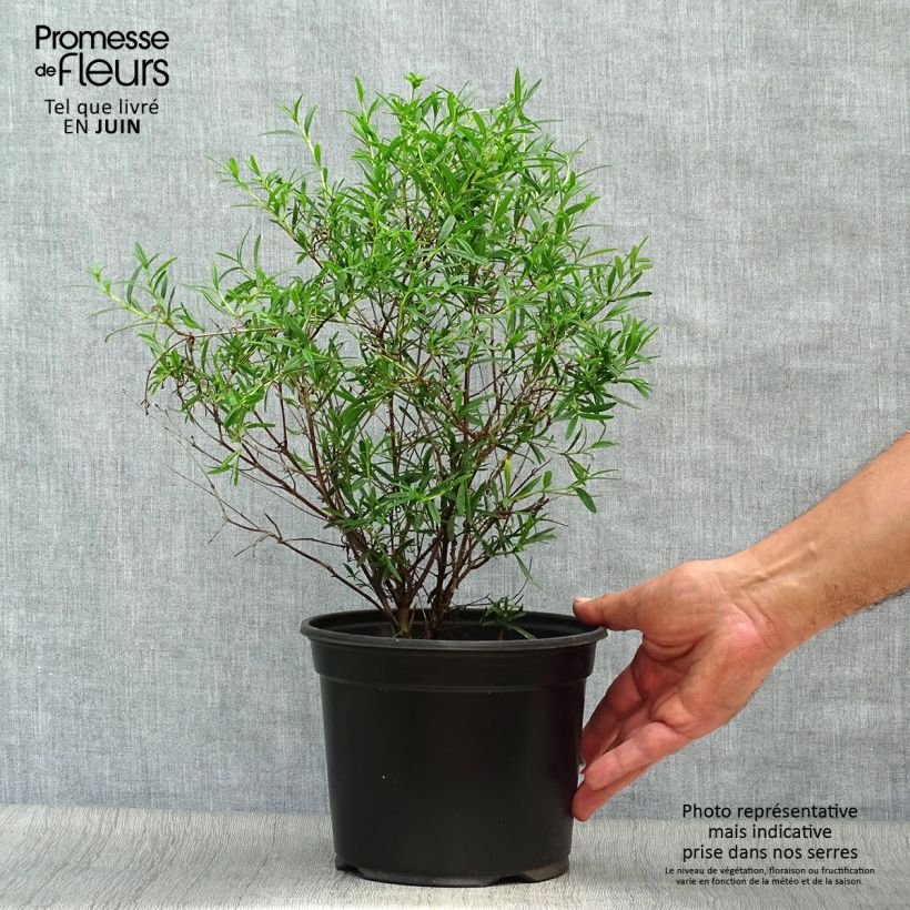 Exemplar von Hypericum densiflorum Buttercup - Johanniskraut Topf mit 2L/3L wie im Sommer geliefert