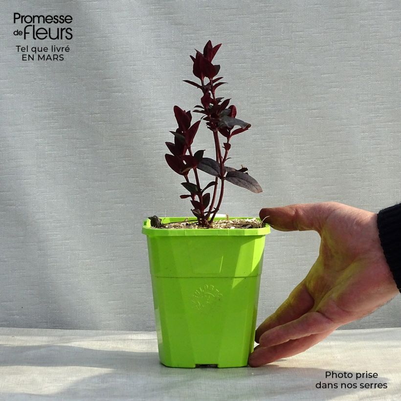 Exemplar von Hypericum MIRACLE Night - Johanniskraut Topf mit 1,5L/2L wie im Winter geliefert