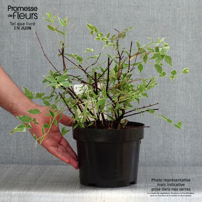 Exemplar von Hypericum moserianum Tricolor - Johanniskraut Topf mit 3L/4L wie im Sommer geliefert