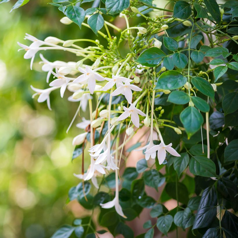 Jasminbaum - Millingtonia hortensis (Blüte)