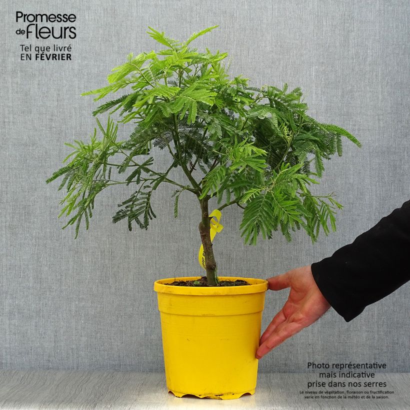 Exemplar von Acacia dealbata - Silber-Akazie Topf mit 4L/5L wie im Winter geliefert